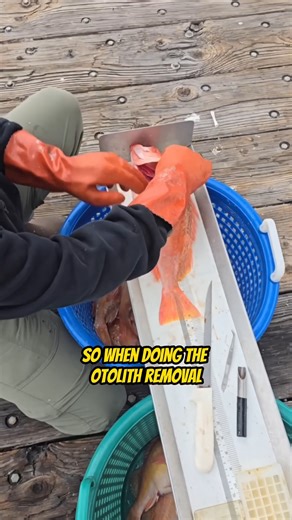 California Fish & Wildlife Removes the Otolith stones! Your Saltwater Guide is Sponsored by Promar & Ahi USA. | Your Saltwater Guide