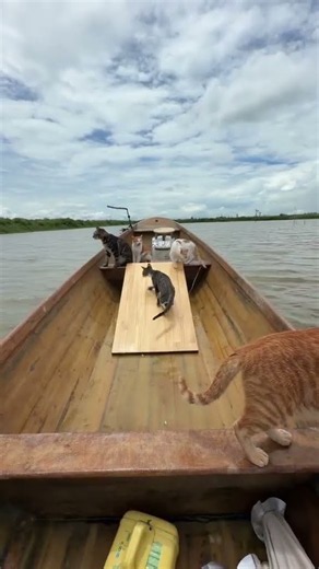 You Won't Believe These Cats Live on a Boat and Swim #Cats #Shorts