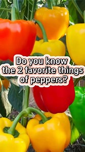 These self made formulas with common household items with help your pepper plants thrive #garden #gardening #gardening101 #planting #farming #fertilizer | Planting Fever
