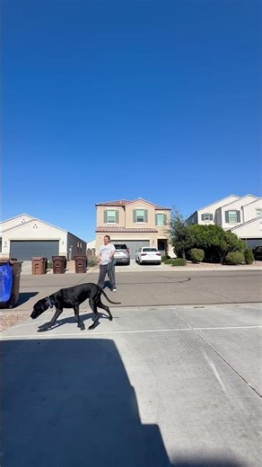 7 mo Great Dane BB ~ Best Great Dane Trainers ~ Off Leash K9 Training Phoenix