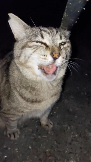 まん丸ちゃん❗一周まわる前にスプーン食べ⤴️ペロペロ⤴️今日も忙しくなりそうなまん丸ちゃん何だニャン♥️ #猫大好きBIGMAMA #地域猫 #地域猫ボランティア #地域猫活動 #猫のいる暮らし #猫