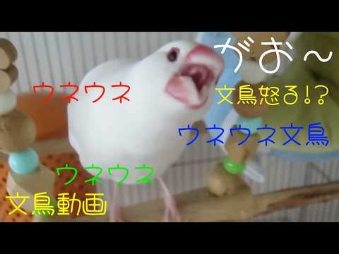 ウネウネ文鳥 クチパク文鳥 アウアウ文鳥 口開けて怒る文鳥!? 白文鳥ふーちゃん 文鳥動画
