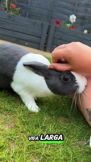3 cosas que pueden acortar la vida de tu conejo