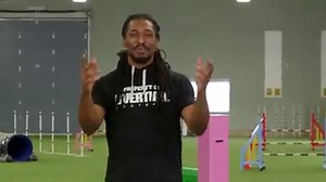 Take a peek behind the Agility Nation curtain at Say Yes! Dog Training; where learning happens through strategic games and where failing is FUN! | Susan Garrett's DogsThat