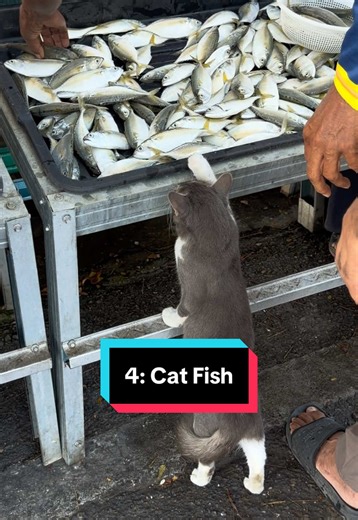 Buying the Perfect Catfish for Your Pets