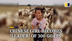 Chinese girl becomes ‘leader’ of 300 goats