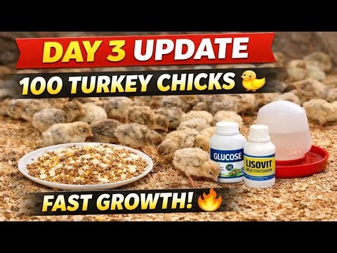 100 Turkey Chicks Day 3 | Complete Care Guide | Feed, Temperature & Growth Update | Turkey Farming