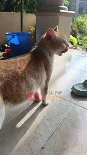 This Cat Was Starving… Then This Happened 🐱 | Candid Cat Moment