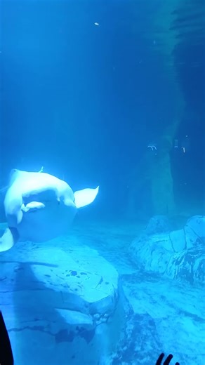 Smiling Beluga Whale 🐋✨ | Magical Moment at Valencia Oceanogràfic #Shorts