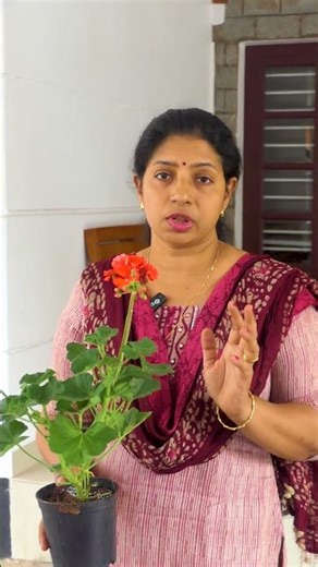 Full Video👆👆Geranium Plant Care | Flowering Tips | Pelargonium #shorts #geranium #pelargonium #tips