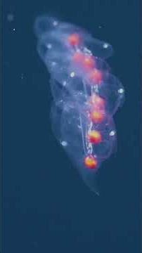 SuBastian’s 900th dive into the deep! #livingbioreactors #midwater #ocean #science