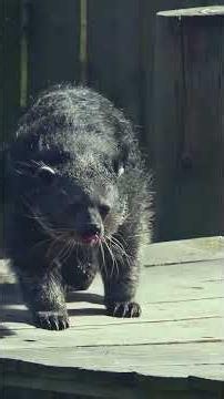 Binturong: The Animal That Smells Like Popcorn! 🍿🐾
