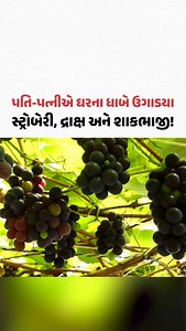 134 reactions | શોખ હોય તો આવો! પતિ-પત્નીએ ઘરના ધાબે ઉગાડયા સ્ટ્રોબેરી, દ્રાક્ષ અને શાકભાજી! | Gujarat Samachar | Facebook