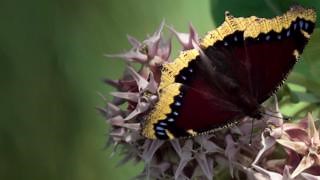 13K views · 190 reactions | Did you know mourning cloaks are the...