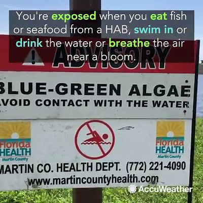 Harmful algal blooms seem more and more common. How do these large blooms form, and what health risks do they pose? | AccuWeather