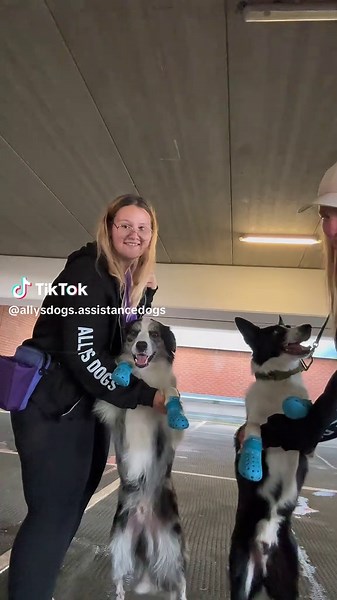 Prepping for Public Access with Assistance Dogs in Crocs