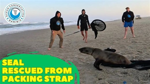 Packing straps can withhold immense pressure. Especially this small loop has turned into a death trap for marine animals, it has just the right size to slip over an animal's neck. Once caught in it, there is no escape for a seal without outside help from rescue teams like OCN. A seal's natural growth or movements cannot break the loop. Ironically, this particular type of packing strap is used to hold together boxes with bait. So either way, marine animals lose out - they get targeted by fisherme