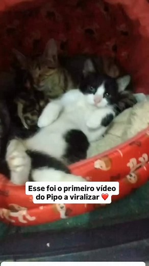 Esse foi o primeiro vídeo do Pipo que viralizou aqui no Instagram 🐾💥 Pra quem ainda não conhece, o Pipo foi resgatado de dentro de um contêiner de lixo. 🥺 Sim… jogaram ele fora. Sem conseguir andar, machucado, com duas fraturas causadas por agressão. 💔 Mas olha pra ele hoje… o gato que tentaram descartar virou o gato mais amado do Brasil — e tem tios até fora do país que acompanham a rotina dele 🌎✨ Mesmo sendo paraplégico, o Pipo nunca se fez de vítima. Ele corre, brinca, apronta e vive com