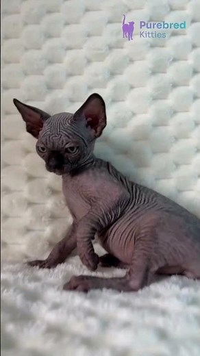 Meet Umber: Black Canadian Sphynx with Striking Green Eyes 🖤✨ #CanadianSphynx #SphynxKitten