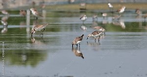 One with a tag in the middle busy feeding while other birds at the background are busy as well, one bird running from right to left, Red-necked Stint Calidris ruficollis, Thailand