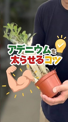 Tips for fattening Adenium [Houseplants]