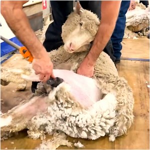 74K views · 827 reactions | This sheep is about to get a nice haircut ✂ | MetDaan Makeup | Facebook