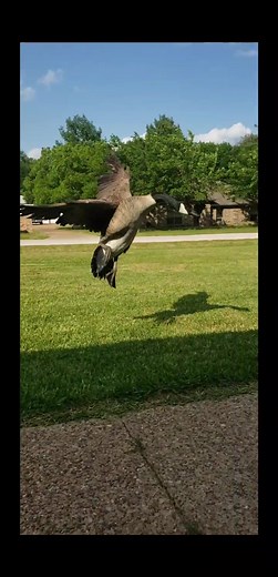 Canadian Goose Prank on Sleeping Guy