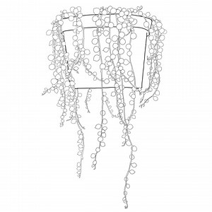 Hand Drawn String of Pearls Plant Line Art, SVG PNG (digital Download) - Etsy