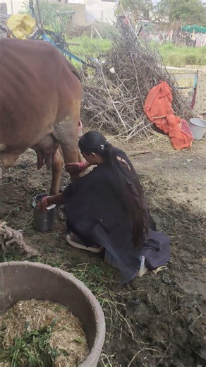 cow milking 🐄🐄🐄 #dairyfarming #youtubeshorts #shorts #desi #trending #haryanvisong #yt