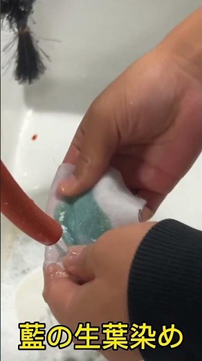 藍の生葉染め 藍の葉の色素を直接繊維に固着させて空気にさらすと藍色に