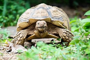 sulcata-tortoise