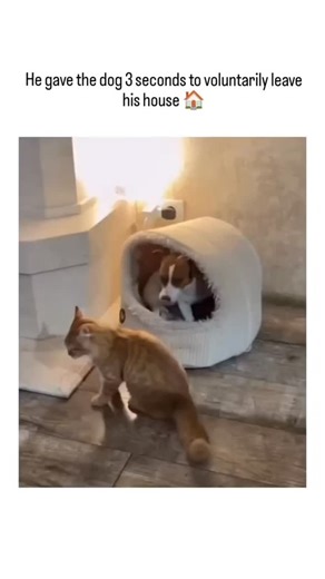 @viraltok.pro on Instagram: "The post features a viral video of an orange tabby cat aggressively reclaiming its dome-shaped bed from a small dog by leaping in and flipping it out, captioned as giving the intruder "3 seconds to voluntarily leave," highlighting feline territorial assertiveness. Posted on January 24, 2026, by @catsareblessing , a cat enthusiast account, it garnered over 21,000 likes and 578,000 views in two days, with replies praising the cat's "diabolical" move and comparing it to
