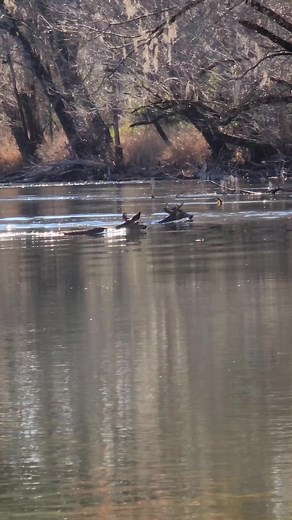 19K views · 147 reactions | An eight point buck and two doe crossing the chipola river while kayaking  #nature #florida #wild #kayaking | Florida Panhandle Springs and Fossils | Facebook