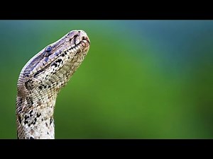 This Rabbit Never Saw It Coming