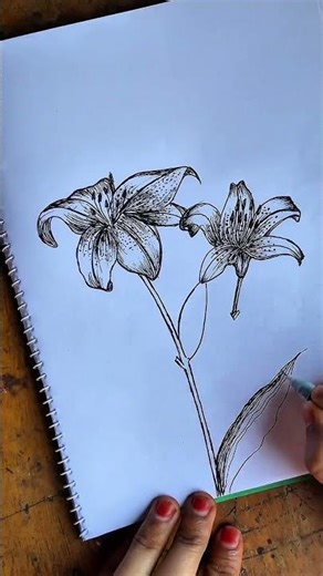 How to draw a lily flower step by step #Sketching #InkArt #LilyDrawing