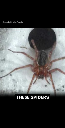 Welcome to the Spider Megacity 🕷️