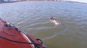 992K views · 23K reactions | A seagull-chasing dog has been rescued from the sea in Rhyl by the RNLI after its owner reported it "would not turn back". Read more: https://bit.ly/2EAX8YW | ITV News | Facebook