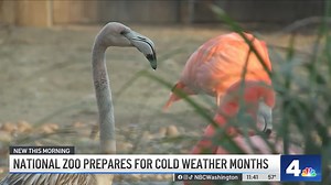 11K views · 243 reactions | 囹流 Ever wondered how the National Zoo keeps animals cozy when it gets chilly outside? News4’s Joseph Olmo talks to zookeepers about their techniques to keep flamingoes, lions and other animals comfortable in cold weather. | NBC Washington | Facebook