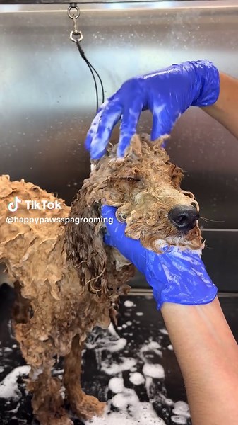 #doglover #cutedog #petgrooming #dogspa #grooming 🐾🐾🐾