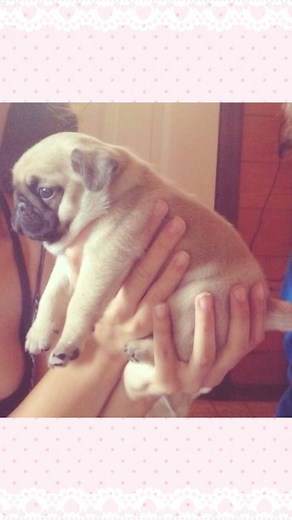 Adorable Pug Puppy Moments: Cute & Kawaii Baby Dogs