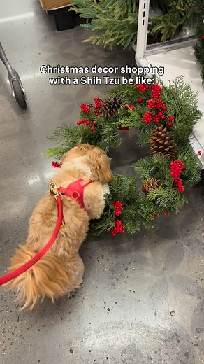 195K views · 21K reactions | If not bed, why bed shaped? #shihtzusofinstagram #shihtzugram #shihtzulovers #shihtzunation #shihtzusofig #littledogsofinstagram | Enzoistheshiht | Facebook