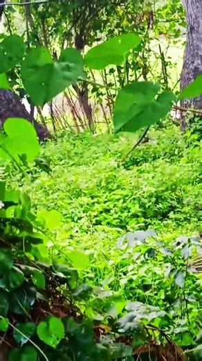 SNAKE DANCING #snake #wildlife #snakedance #nature #shorts