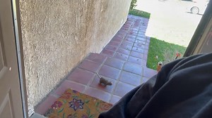 40K views · 1K reactions | Anita tried a prank on him about zombie rat | Clark's show | Facebook