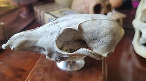 Real Coyote Skull, High Resolution STL Scan Animal Reproduction - Etsy Australia