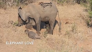 111K views · 2.2K reactions | Elephant Love Most people who have had...