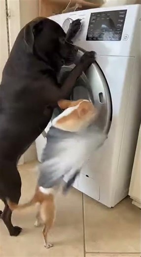 When Pipi is fixing washing machine, and bad ending....🤣🤣 #shorts