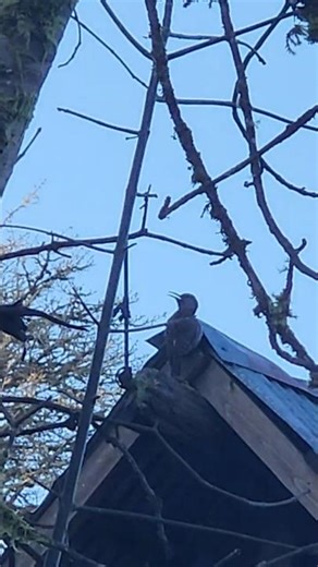 Wet Waddle alarm clock #birds #birdsounds #birdwatching #bird