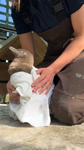 The Otago Peninsula Eco Restoration Alliance (OPERA) | Penguins might look cute and cuddly, especially as fluffy chicks, but hoiho (Yellow-Eyed Penguins) are wild animals first and foremost.... | Instagram