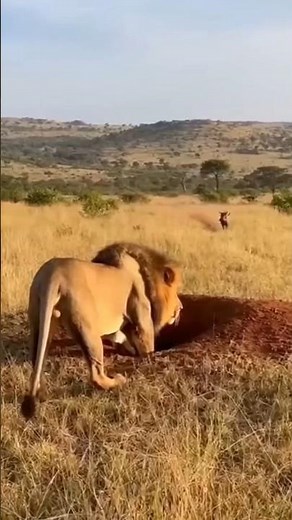 Lion vs. Wild Boar vs. Python: Ambush Gone Wrong! 🦁🐍🐗💥