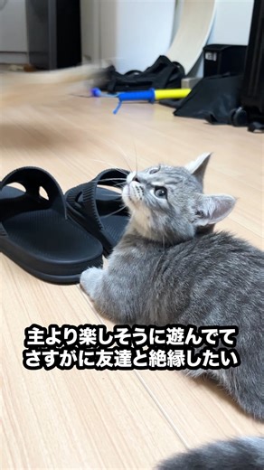 あずき🫘 on Instagram: "この友達とは絶交することに決めたニャ😿 また友達が1人減ったニャ😿 #ミヌエット #あずき #ミヌエットのあずき #猫のいる生活"